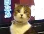 Miaou