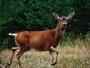 La Biche des bois